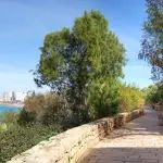 אביב