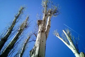 גיזום וכריתת עצים