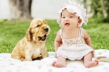 10 הקומיקאים הגדולים של ממלכת החיות