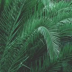 כריתת עץ דקל