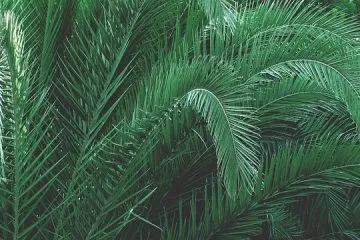 כריתת עץ דקל