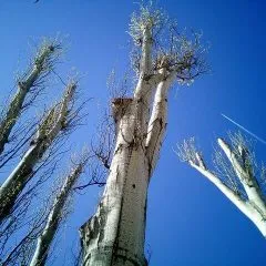 7 נקודות לחשיבה לגבי גיזום עצים בתל אביב